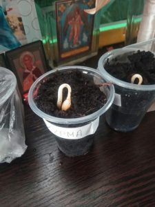 Выращивание каннабиса и запах